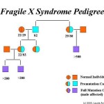 fragile X syndrome pedigree