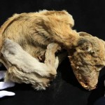 xet nghiem ADN xac uop cho